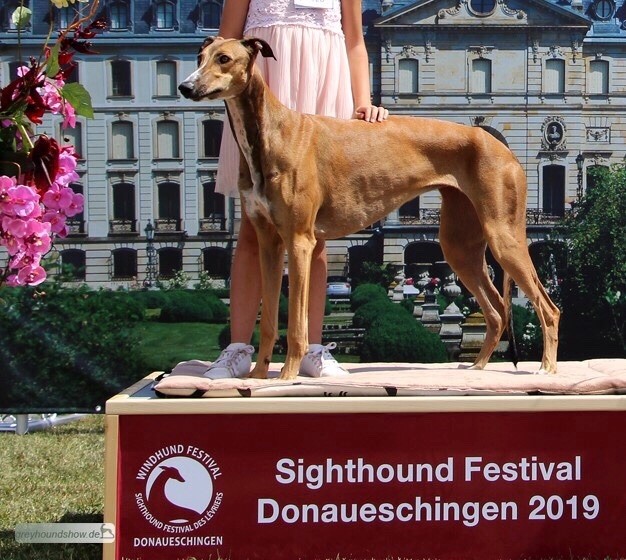 Des Terres De Moïra - Sighthound festival de Donaueschigen  en Allemagne