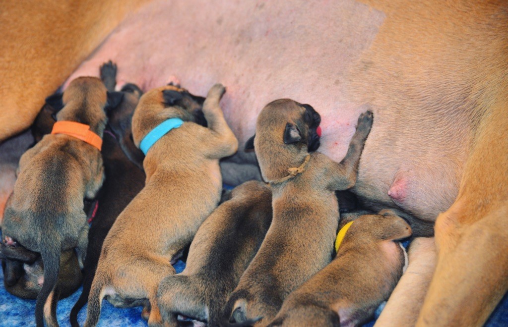 Des Terres De Moïra - Nos bb greyhounds sont nés!!!