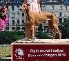  - Sighthound festival de Donaueschigen  en Allemagne