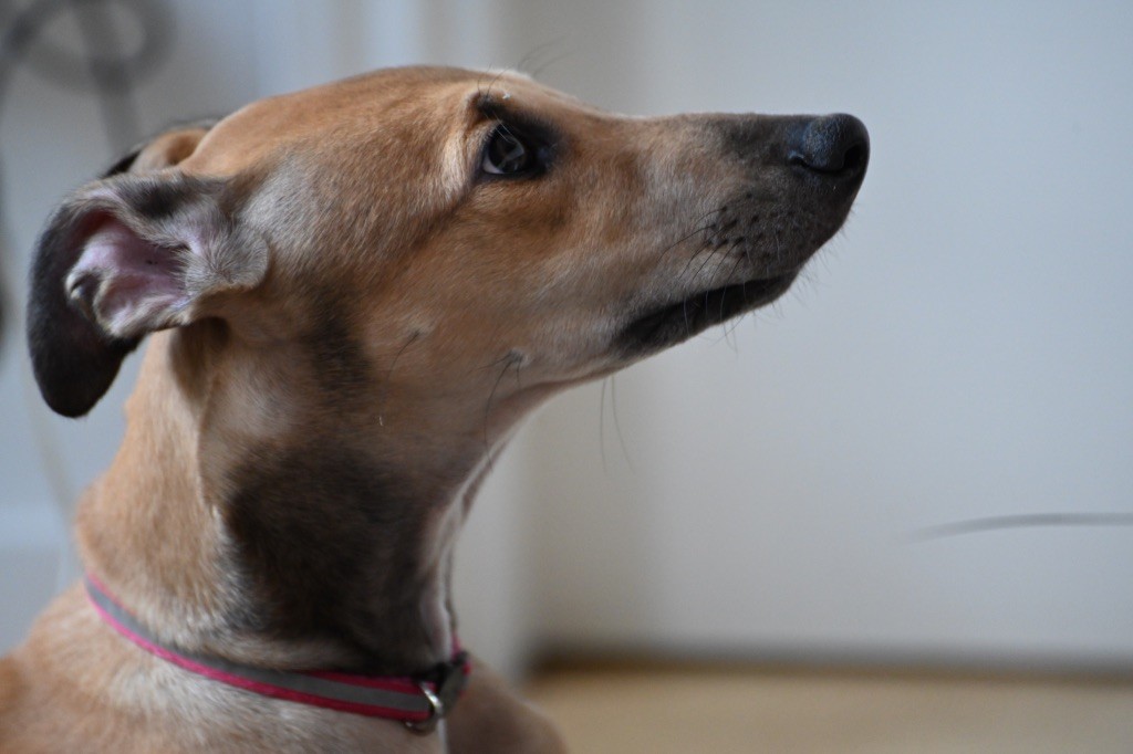 Des Terres De Moïra - Chiot disponible  - Greyhound