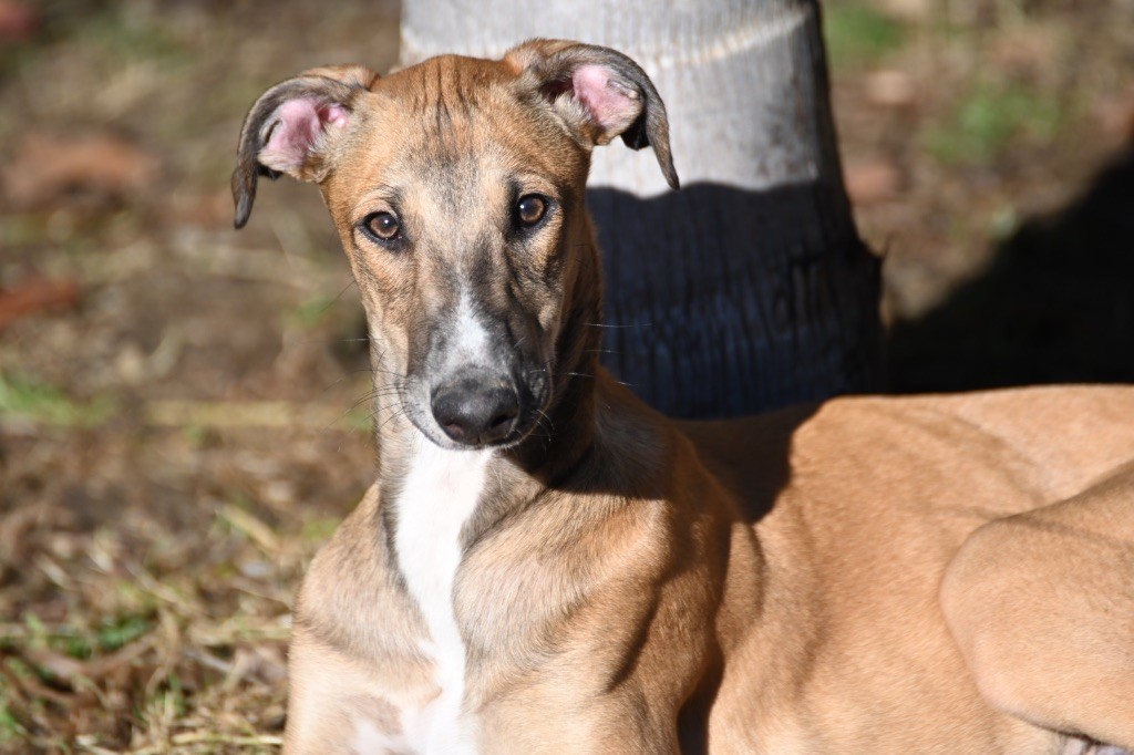 Des Terres De Moïra - Chiot disponible  - Greyhound