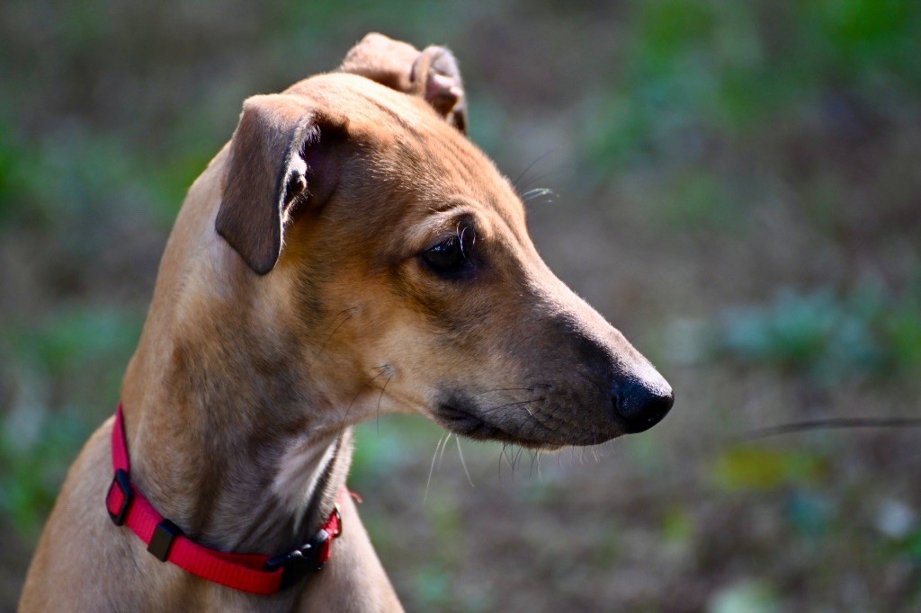 Des Terres De Moïra - Chiot disponible  - Greyhound