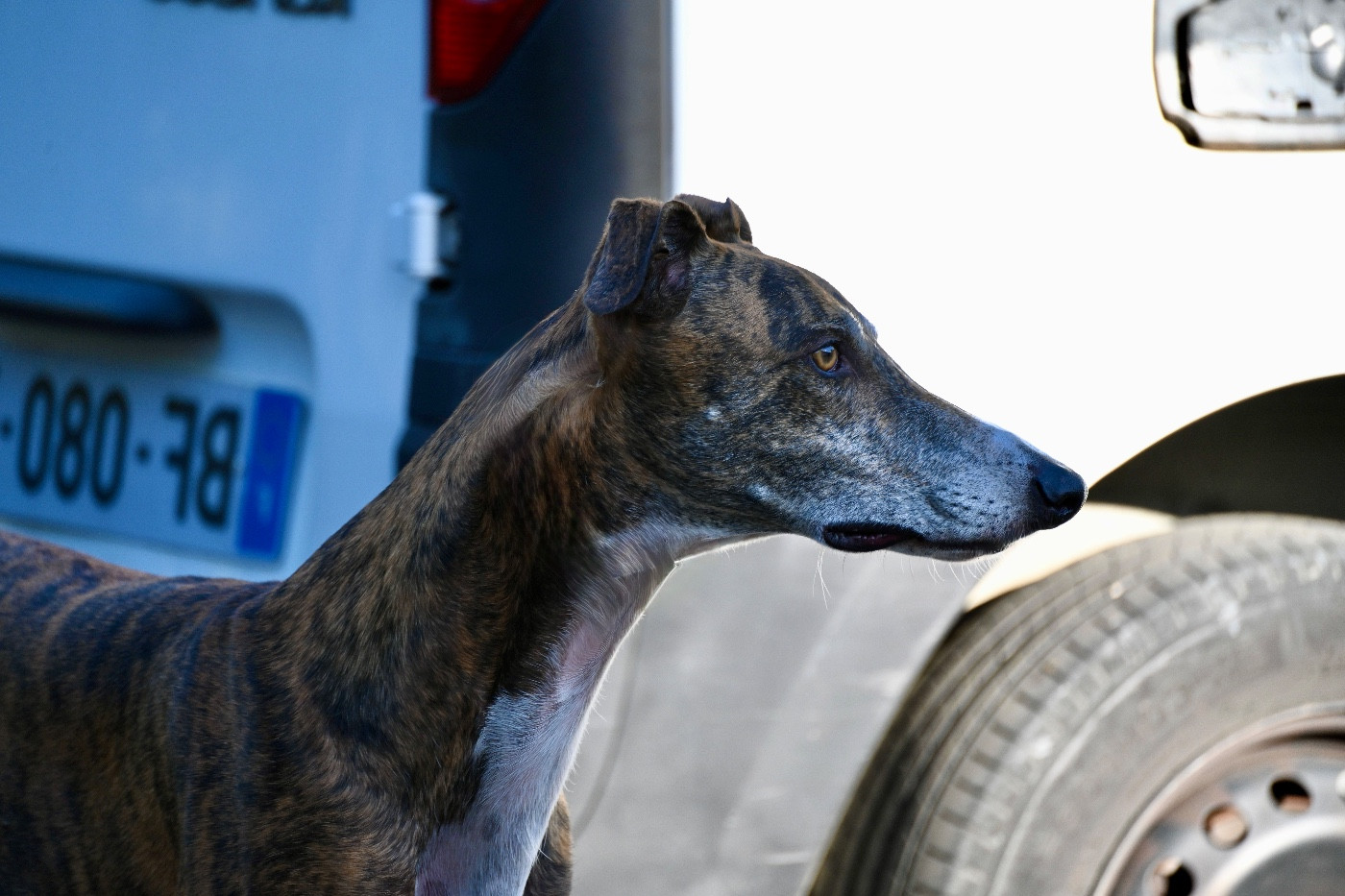 saint marco s angels Scottish bagpipe