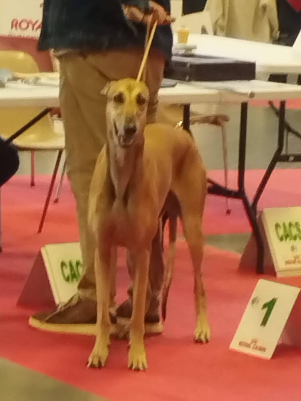 Exposition Nationale d Angers du 15/11/2025