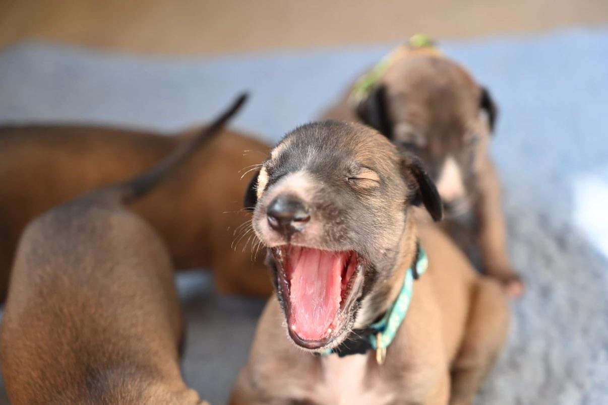 Des Terres De Moïra